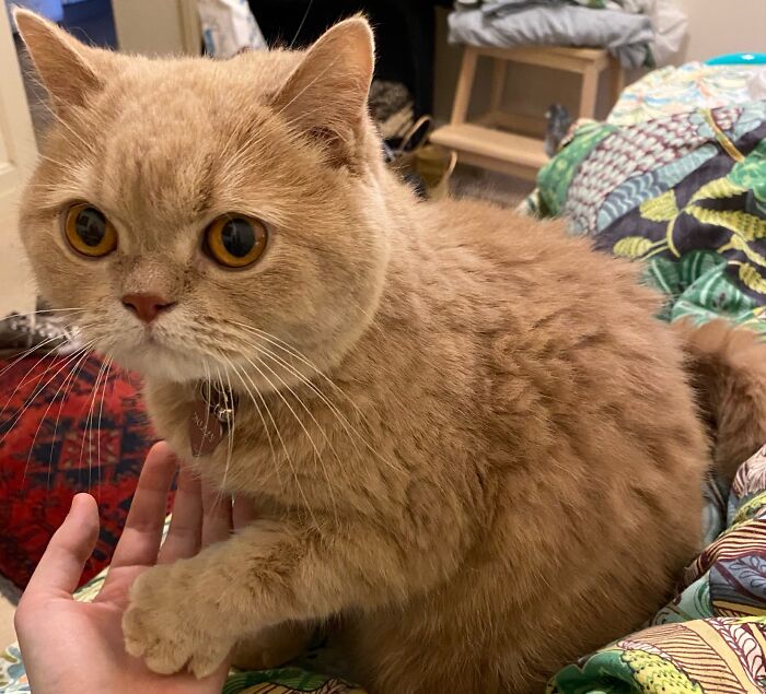 Yep, She's Still Traveling the World—But Now She’s Bossing Cats Instead of Hotels