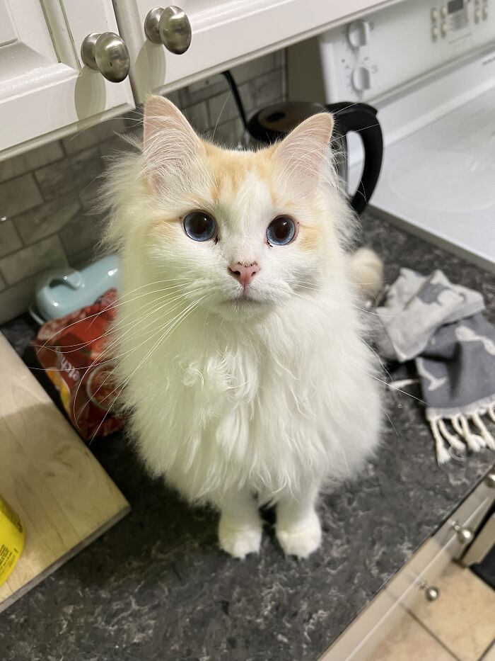 Yep, She's Still Traveling the World—But Now She’s Bossing Cats Instead of Hotels