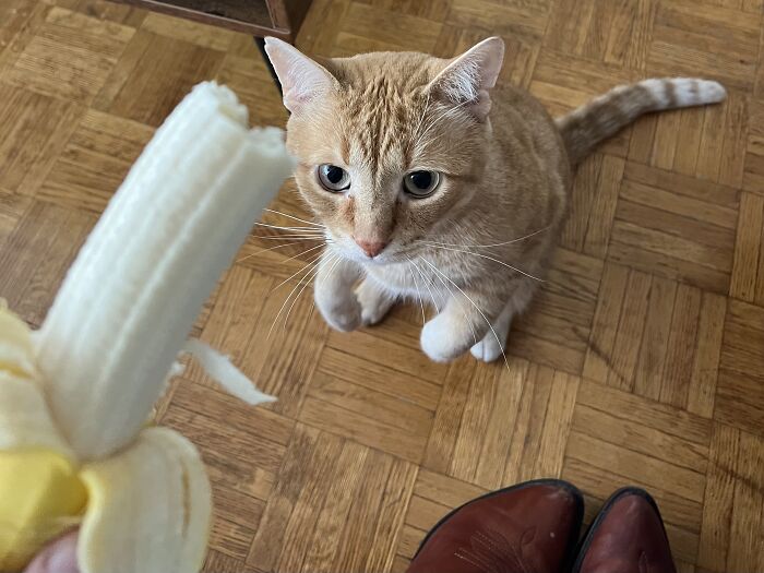 Yep, She's Still Traveling the World—But Now She’s Bossing Cats Instead of Hotels