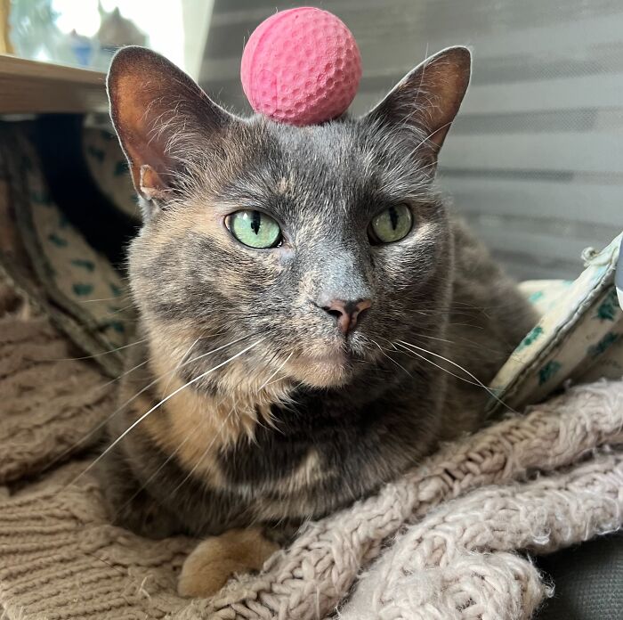 Yep, She's Still Traveling the World—But Now She’s Bossing Cats Instead of Hotels