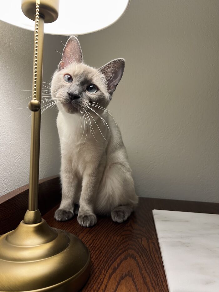 Yep, She's Still Traveling the World—But Now She’s Bossing Cats Instead of Hotels