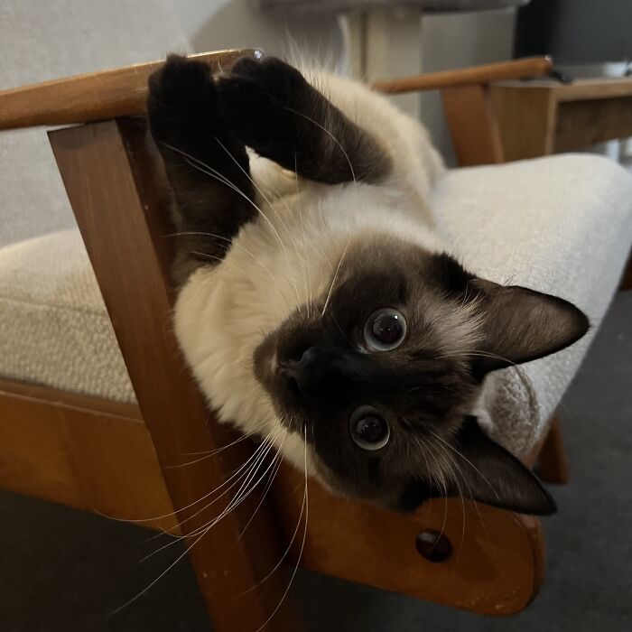 Yep, She's Still Traveling the World—But Now She’s Bossing Cats Instead of Hotels