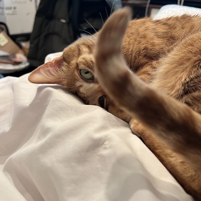 Yep, She's Still Traveling the World—But Now She’s Bossing Cats Instead of Hotels