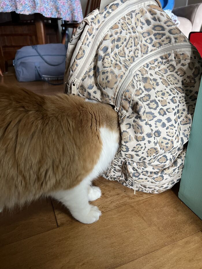 Yep, She's Still Traveling the World—But Now She’s Bossing Cats Instead of Hotels