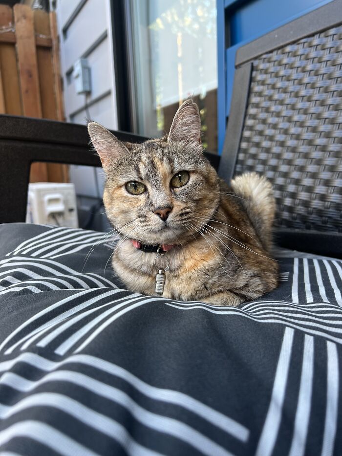 Yep, She's Still Traveling the World—But Now She’s Bossing Cats Instead of Hotels