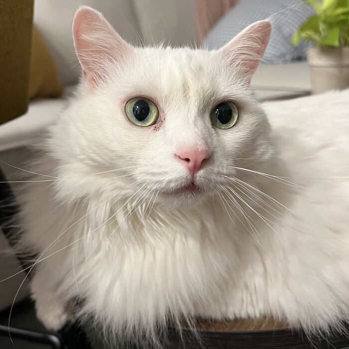 Yep, She's Still Traveling the World—But Now She’s Bossing Cats Instead of Hotels