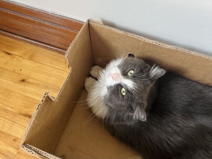 Yep, She's Still Traveling the World—But Now She’s Bossing Cats Instead of Hotels