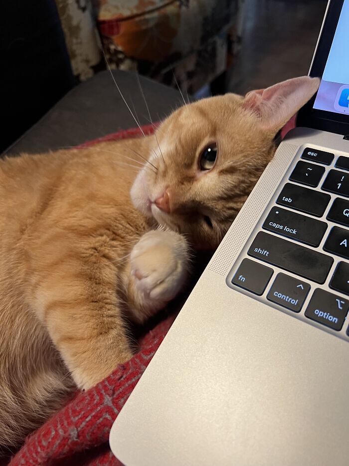 Yep, She's Still Traveling the World—But Now She’s Bossing Cats Instead of Hotels