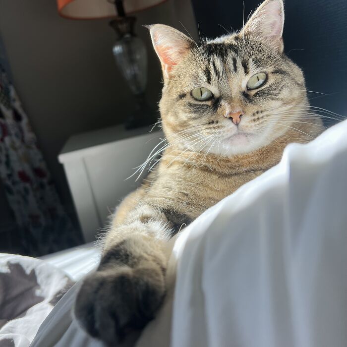 Yep, She's Still Traveling the World—But Now She’s Bossing Cats Instead of Hotels