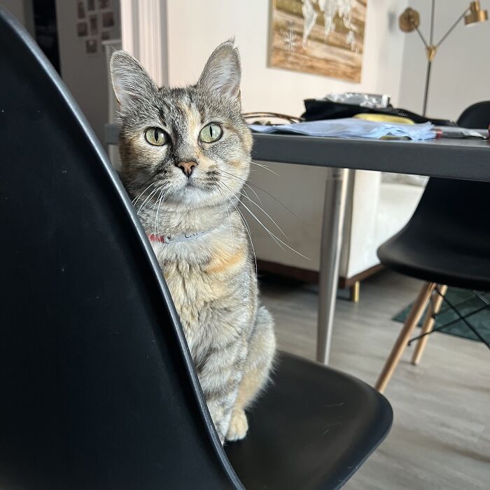 Yep, She's Still Traveling the World—But Now She’s Bossing Cats Instead of Hotels