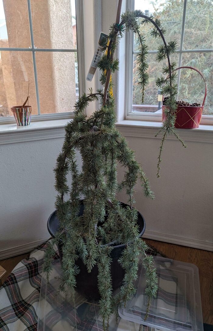 Asked Him to Pick Up a Christmas Tree—Got This Instead
