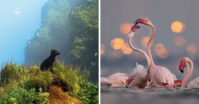 These Wildlife Photos From 2025 Are Absolutely Wild!