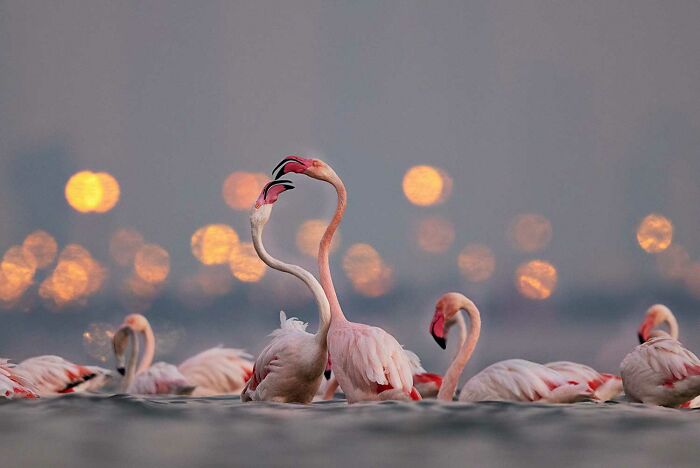 Flamingos Just Wanna Have Fun (By Ajay Kumar Singh)