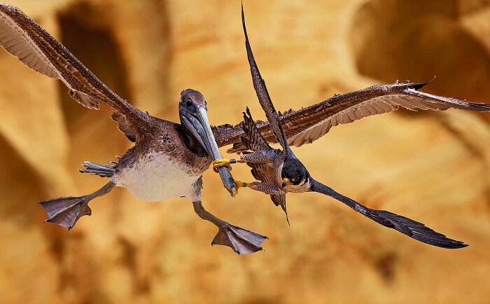 Peregrine Falcons: The Fast & Furious Parents (By Jack Zhi)