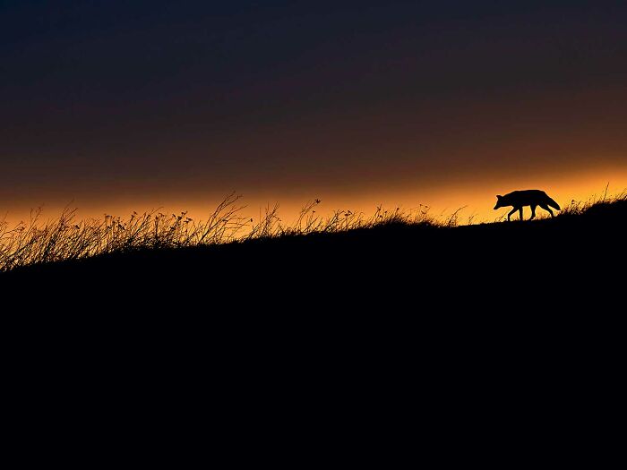 A Coyote’s Sunset Silhouette (By Leo Dale)