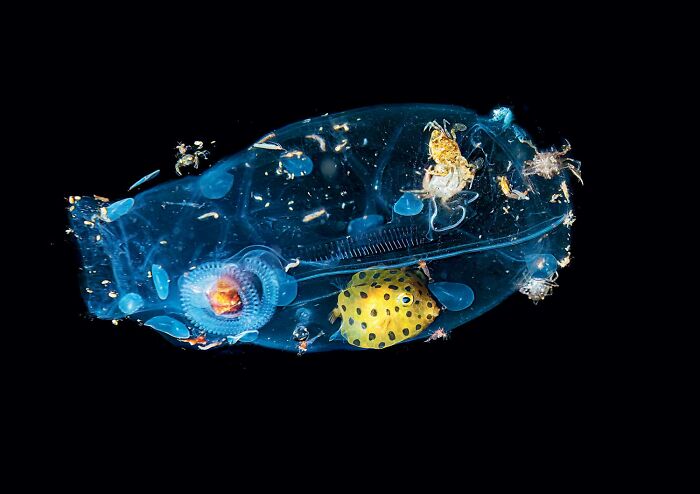 The Nearly Invisible Sea Creature (By Massimo Giorgetta)