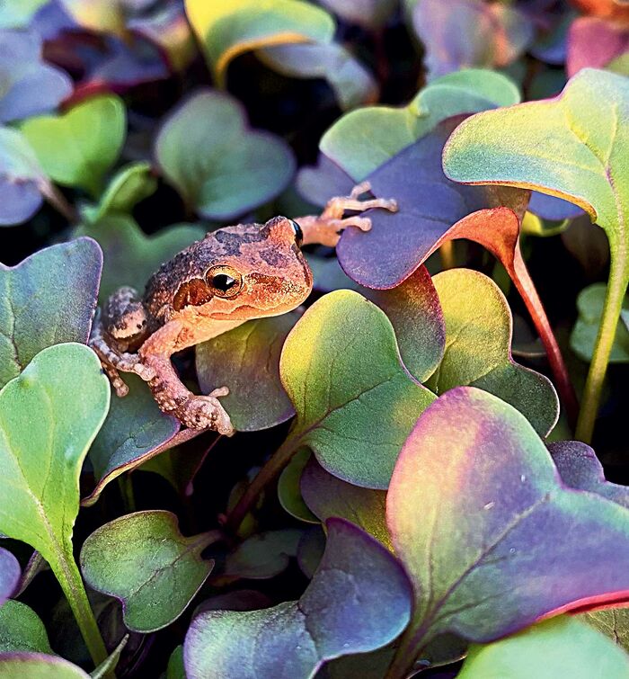 Tree Frog in Its Micro-Jungle (By Paige Rudolph)