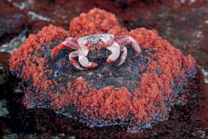 Epic Crab Traffic Jam! (By Zhengze Xu)