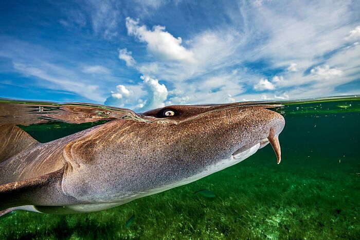 Peek-a-Boo, Nurse Shark! (By Remuna Beca)