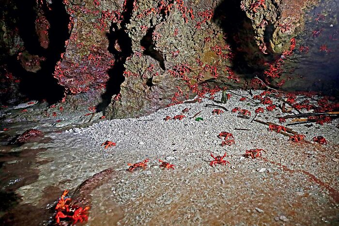 Even More Crabby Goodness (By Zhengze Xu - Part 4)