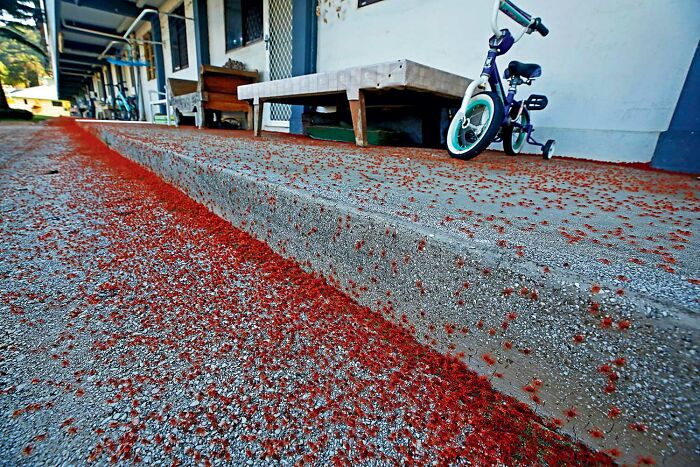 The Final Crab Traffic Jam Shot (By Zhengze Xu - Part 5)