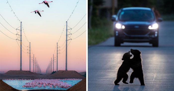 Check Out These 23 Wild Pics Up for the People’s Choice Award!