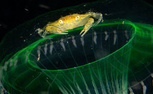 Check Out These 23 Wild Pics Up for the People’s Choice Award!