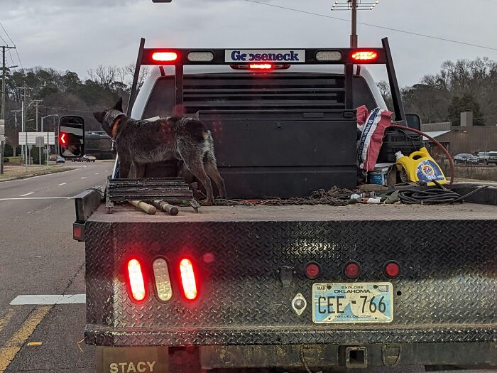 Dog in Back of Truck Without a Clue About Safety