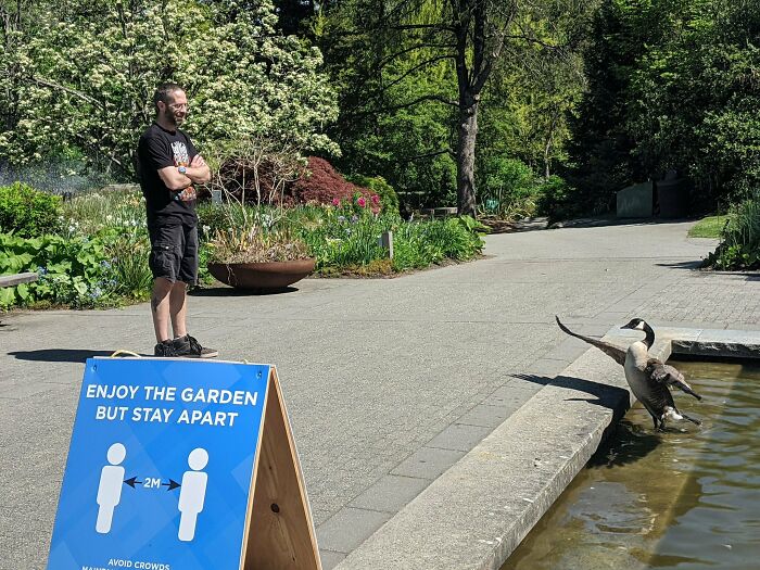 Goose Plays Mask Patrol and Enforces Social Distancing