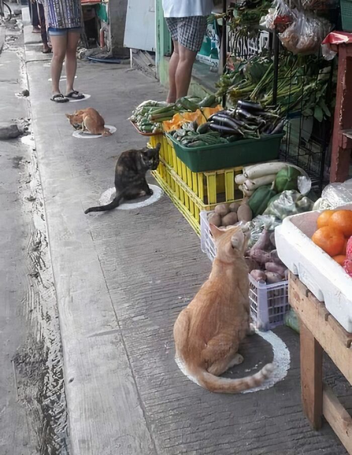 Cats Practicing Social Distancing? Naturally!