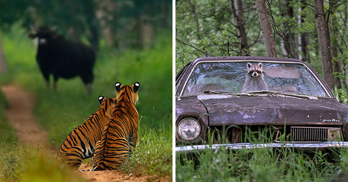 Wait Till You See These 50 Mind-Blowing Wildlife Pics!