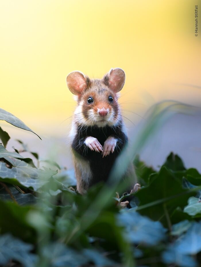 Wait Till You See These 50 Mind-Blowing Wildlife Pics!