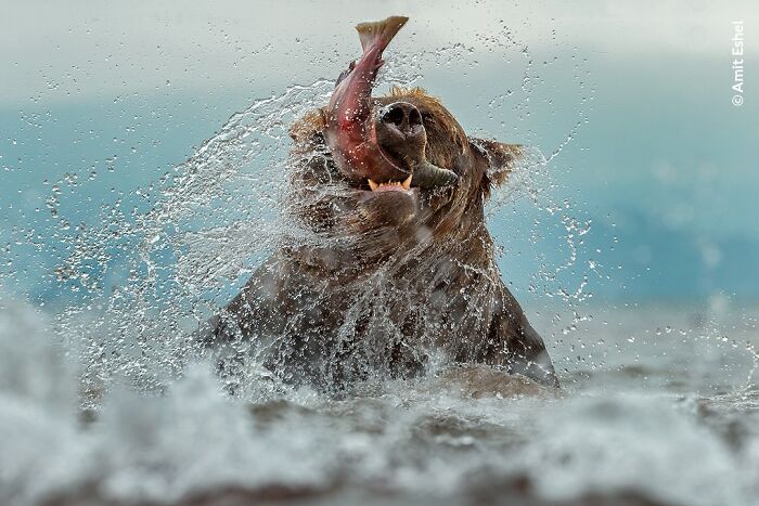 Wait Till You See These 50 Mind-Blowing Wildlife Pics!