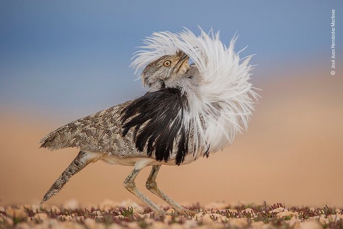 Wait Till You See These 50 Mind-Blowing Wildlife Pics!