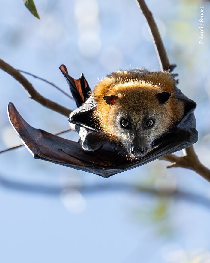 Wait Till You See These 50 Mind-Blowing Wildlife Pics!