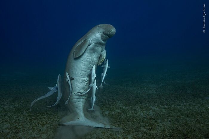 Wait Till You See These 50 Mind-Blowing Wildlife Pics!