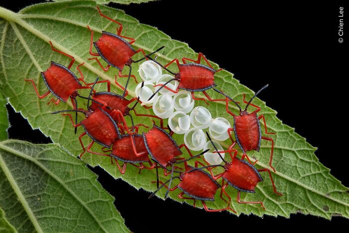 Wait Till You See These 50 Mind-Blowing Wildlife Pics!