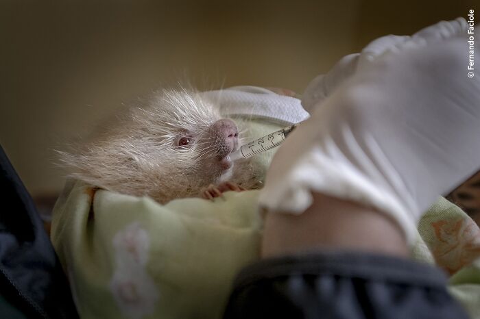 Wait Till You See These 50 Mind-Blowing Wildlife Pics!