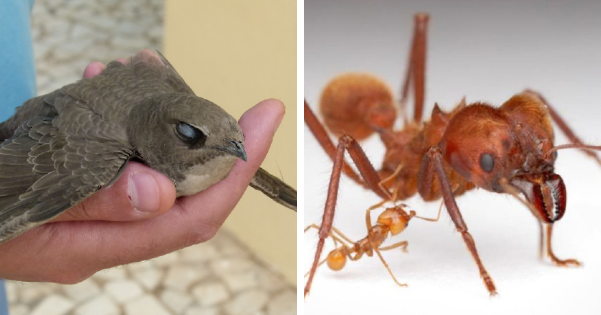 15 Animals With Sleep Habits That Will Totally Surprise You