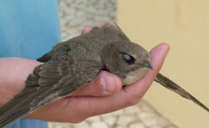15 Animals With Sleep Habits That Will Totally Surprise You