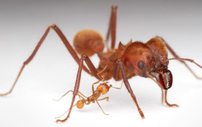 1# Worker Ants: Micro-Napping Masters