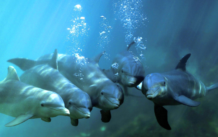 2# Bottlenose Dolphins: The Half-Brain Sleepers