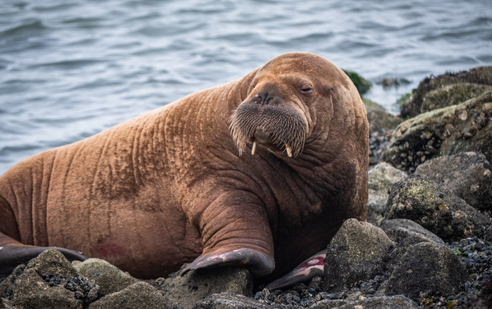 4# Walruses: Sleep Chameleons