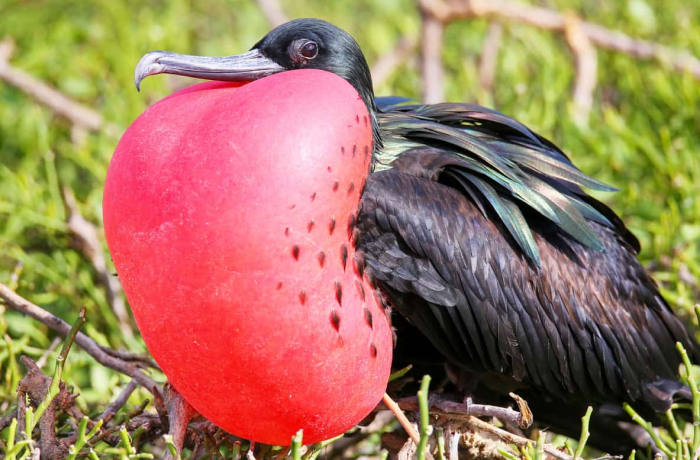 5# Great Frigatebirds: Sky Snoozers