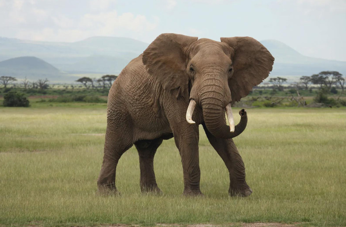 6# African Elephants: The Short-Sleeper Giants