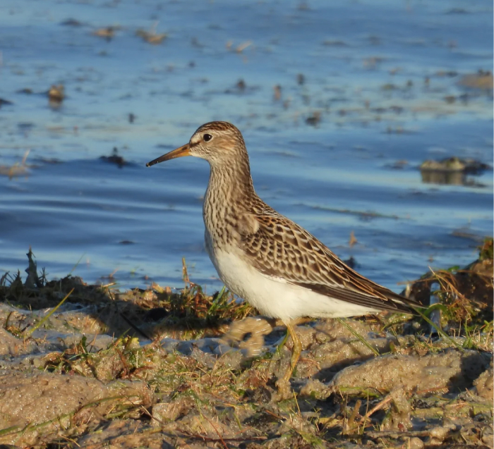 7# Pectoral Sandpipers: Sleep? Nah, Mating Moves!