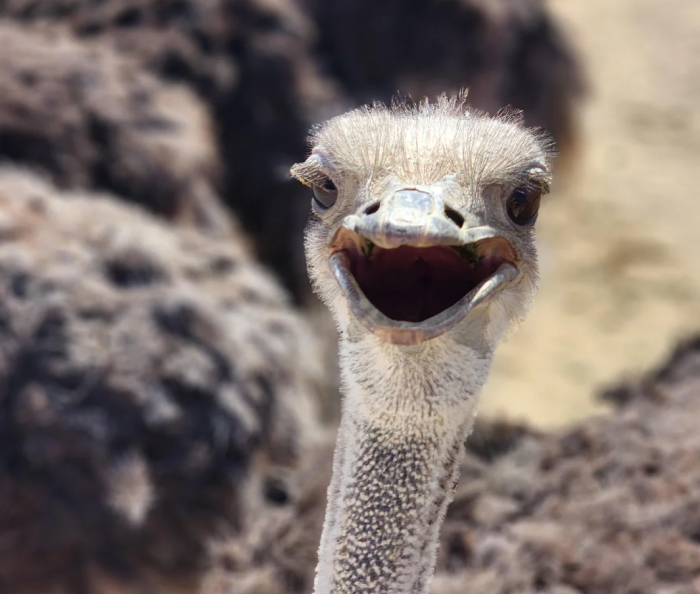 8# Ostriches: The Sleepy Headliners