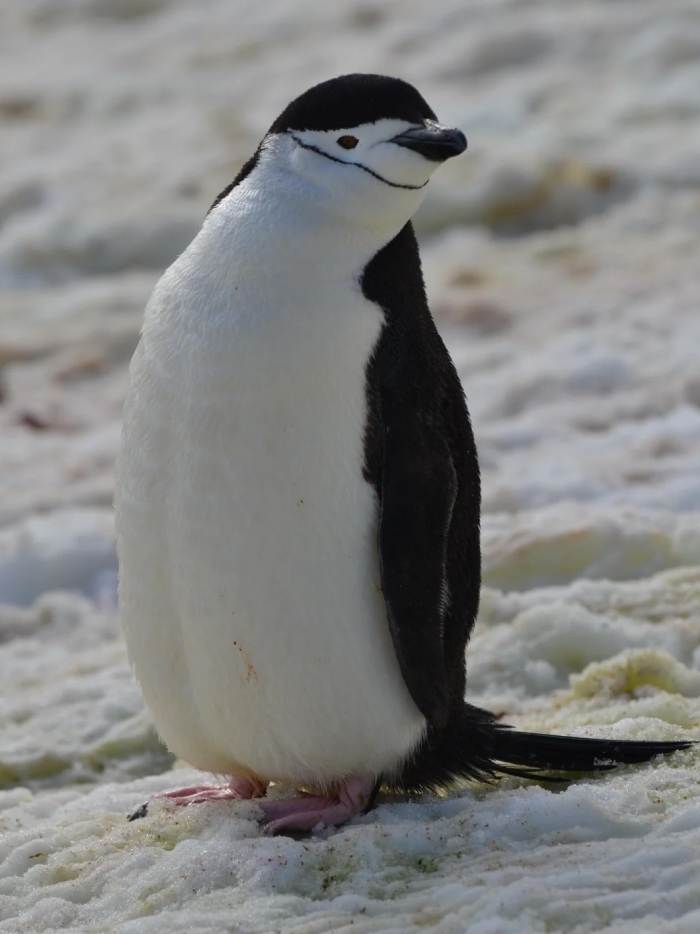 9# Chinstrap Penguins: Micro-Nap Champs