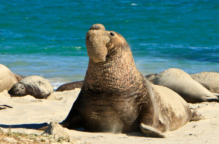 10# Northern Elephant Seals: The Sleep Spirals