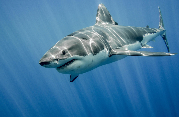 11# Great White Sharks: Swimming Sleepers